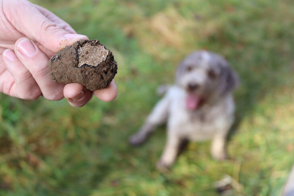 Ein Hund sitzt im Gras, während eine Hand stolz eine frisch gefundene Trüffel zeigt, entdeckt bei einer regionalen Suche.